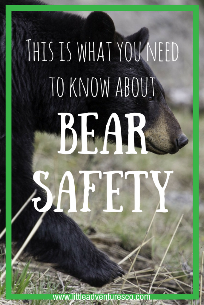 This is what you need to know about bear safety!
