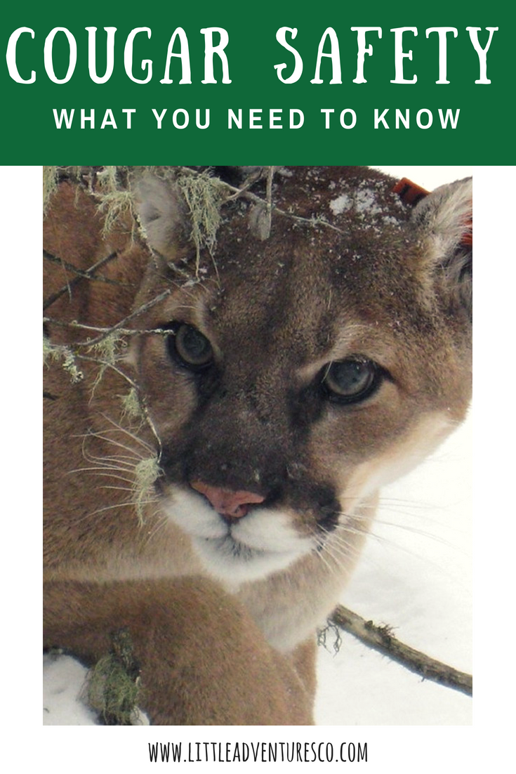Cougar safety: This is what you need to know!