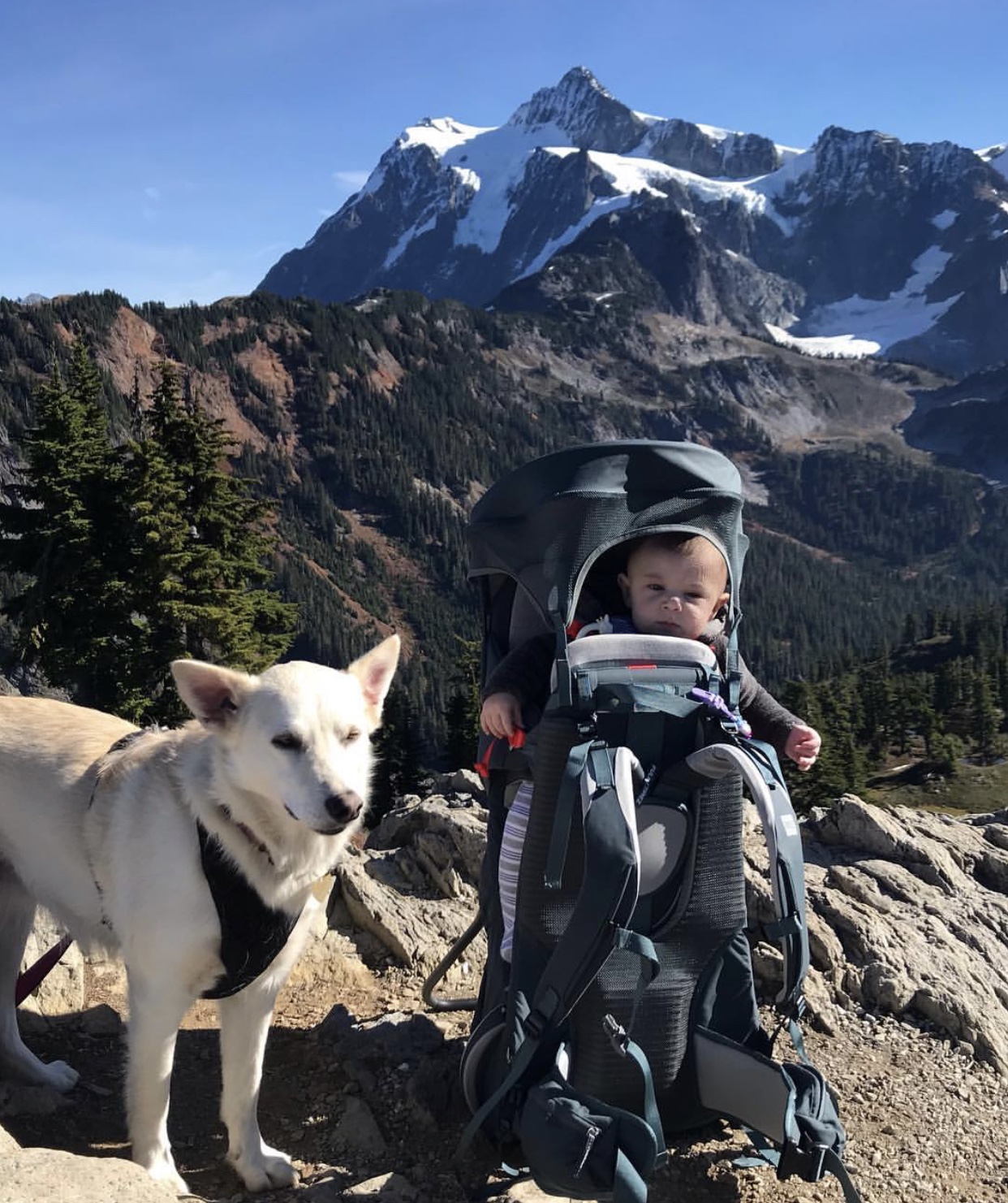 how to take your kids and dog hiking
