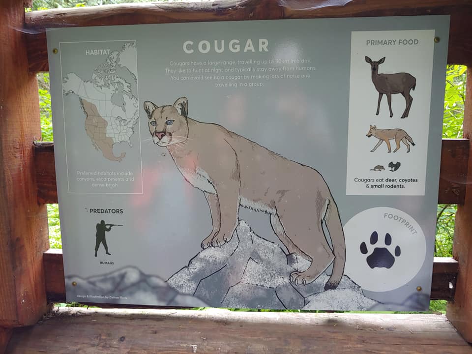 cougar safety