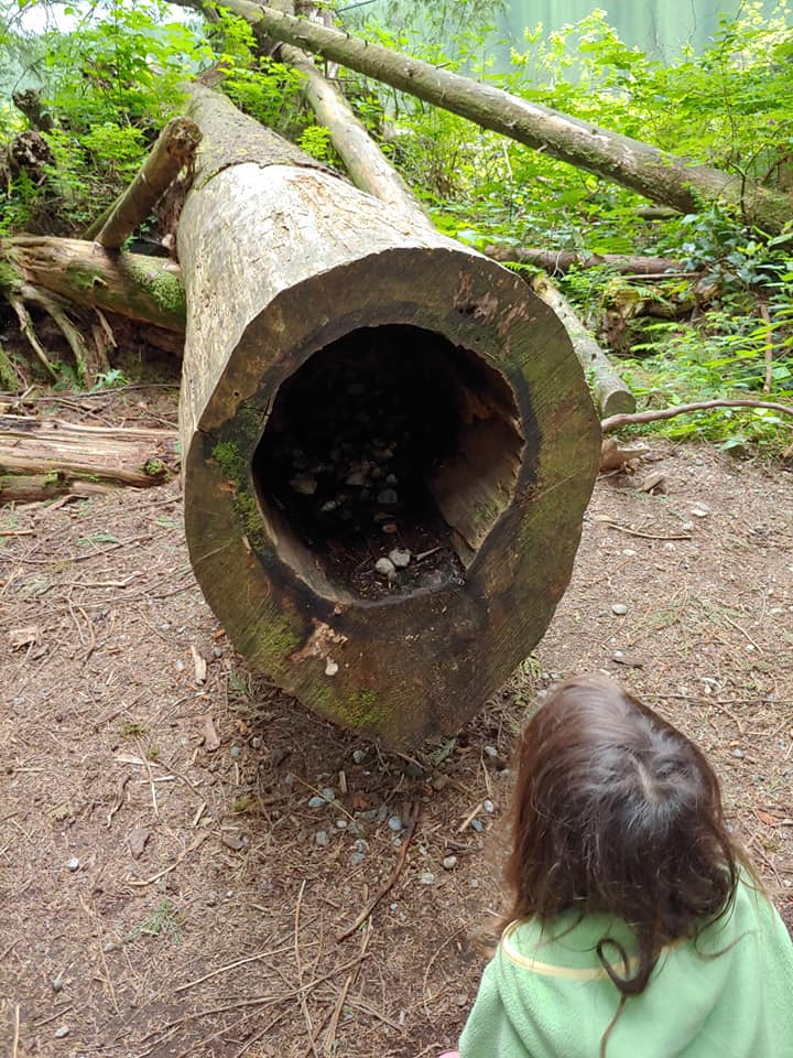 hollow log at rolley lake