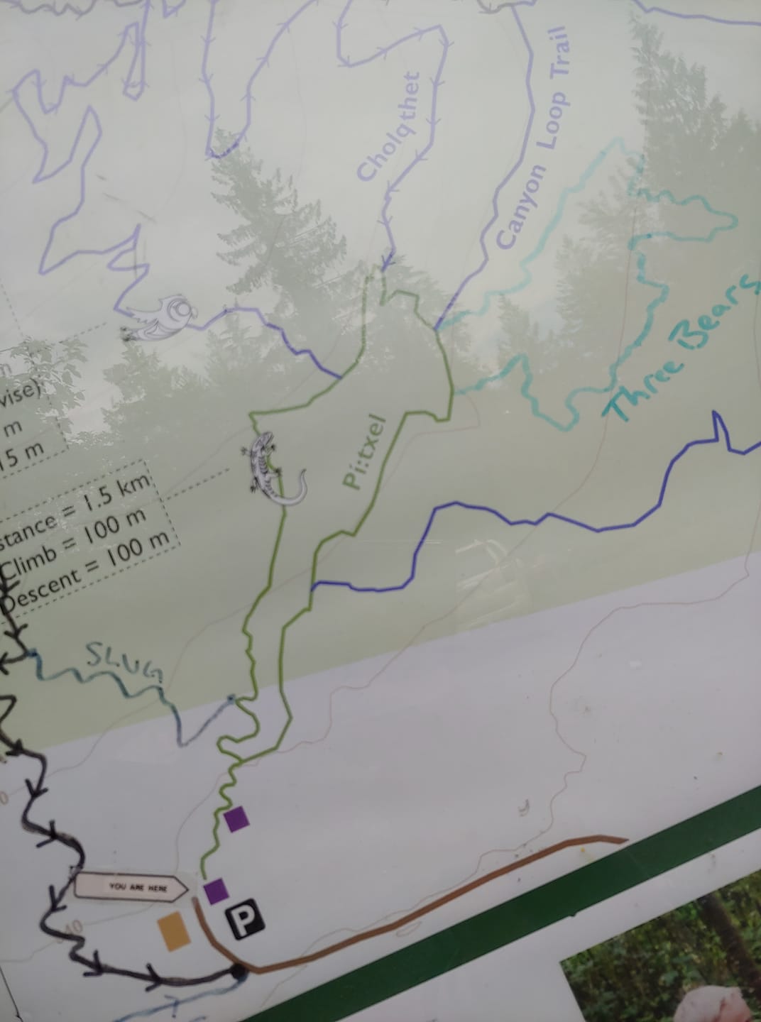 chilliwack community forest trail